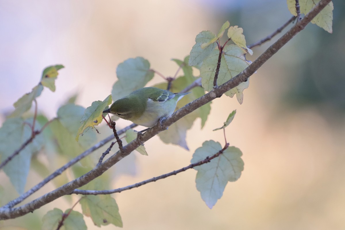 Tennessee Warbler - ML644706265