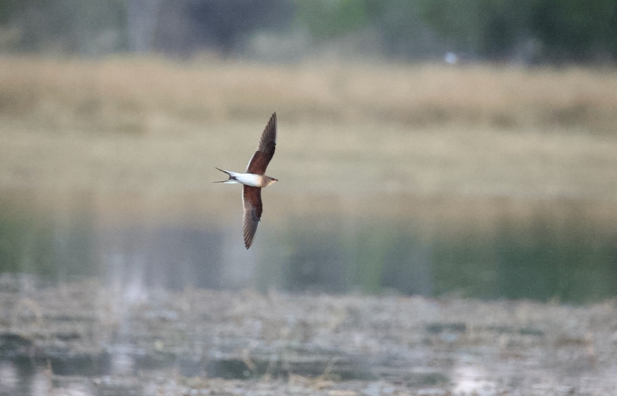 brakksvale - ML644706269