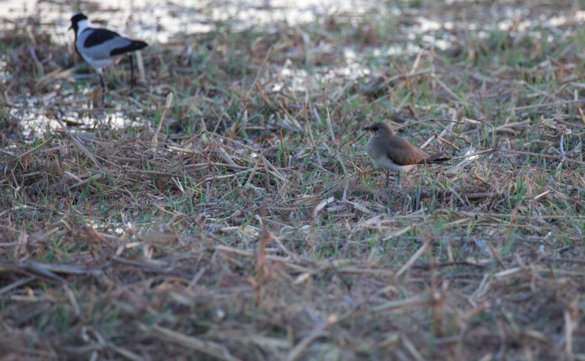 brakksvale - ML644706270