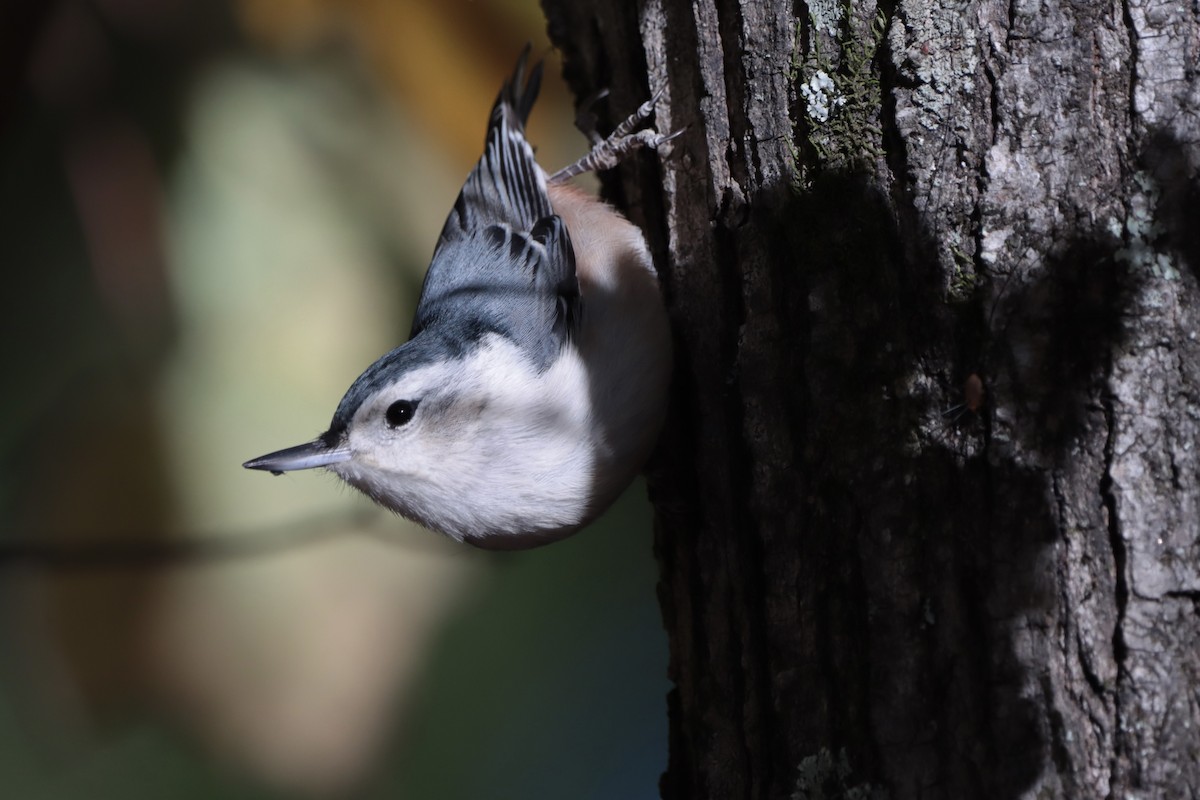 White-breasted Nuthatch - ML644706305