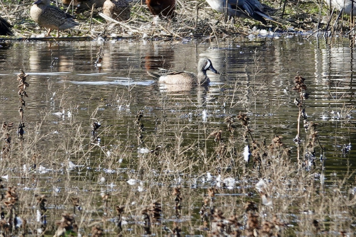 Blue-winged Teal - ML644706306