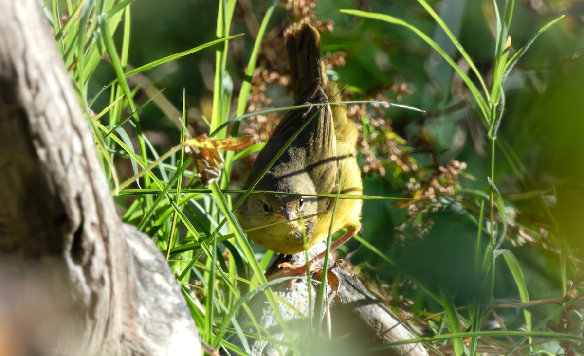 Цитринка чорновола - ML644706313