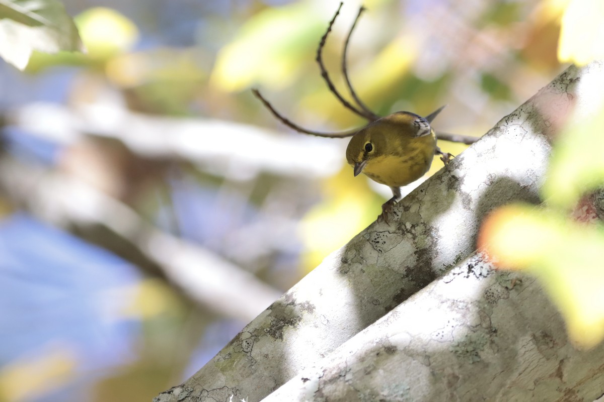 Pine Warbler - ML644706322