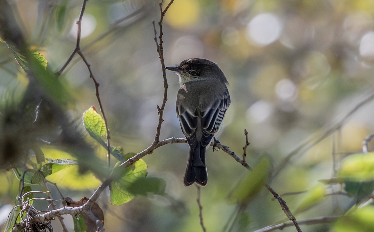 Eastern Phoebe - ML644706327