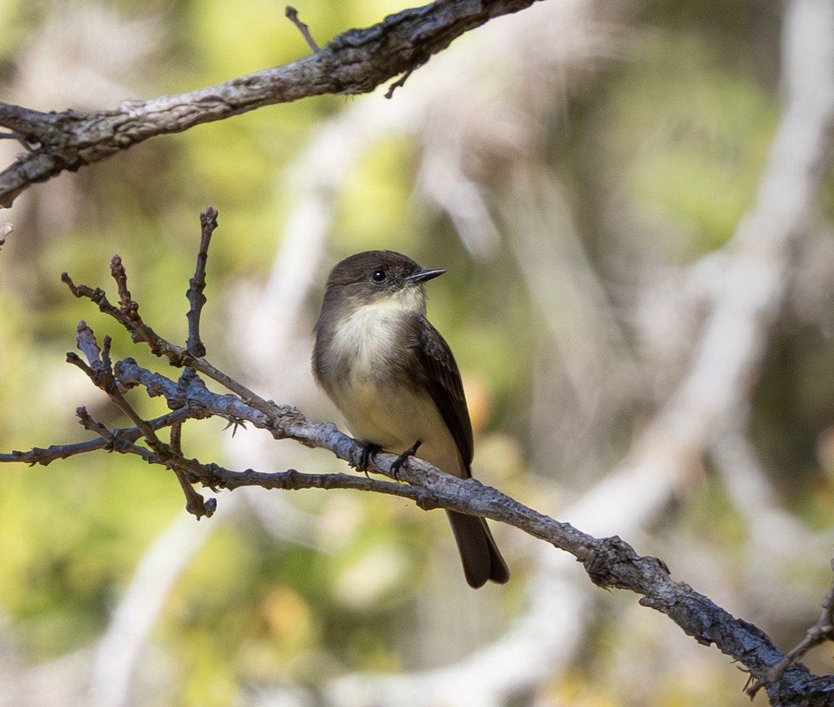 Eastern Phoebe - ML644706334