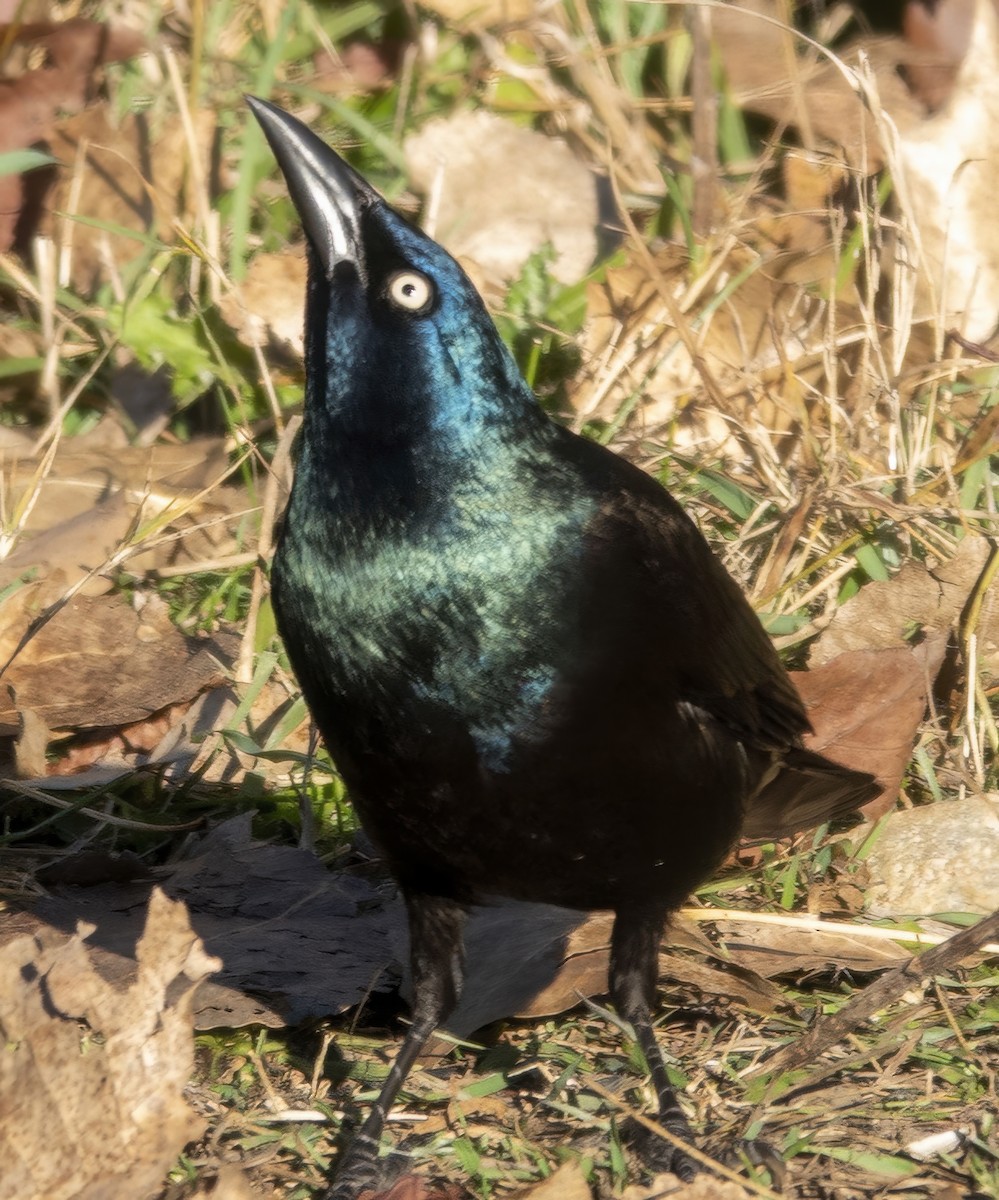 Common Grackle - ML644706350