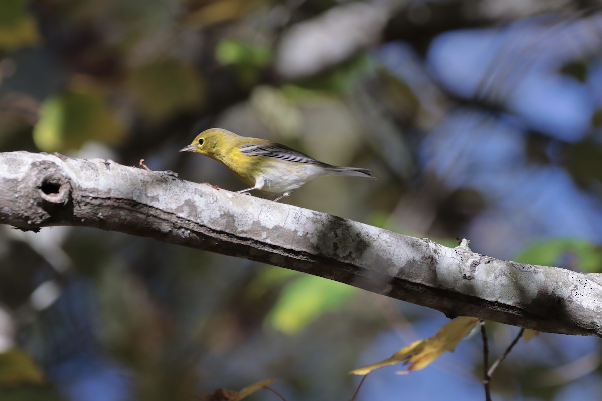 Pine Warbler - ML644706354