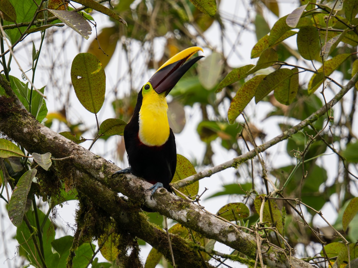 Yellow-throated Toucan (Chestnut-mandibled) - ML644706357