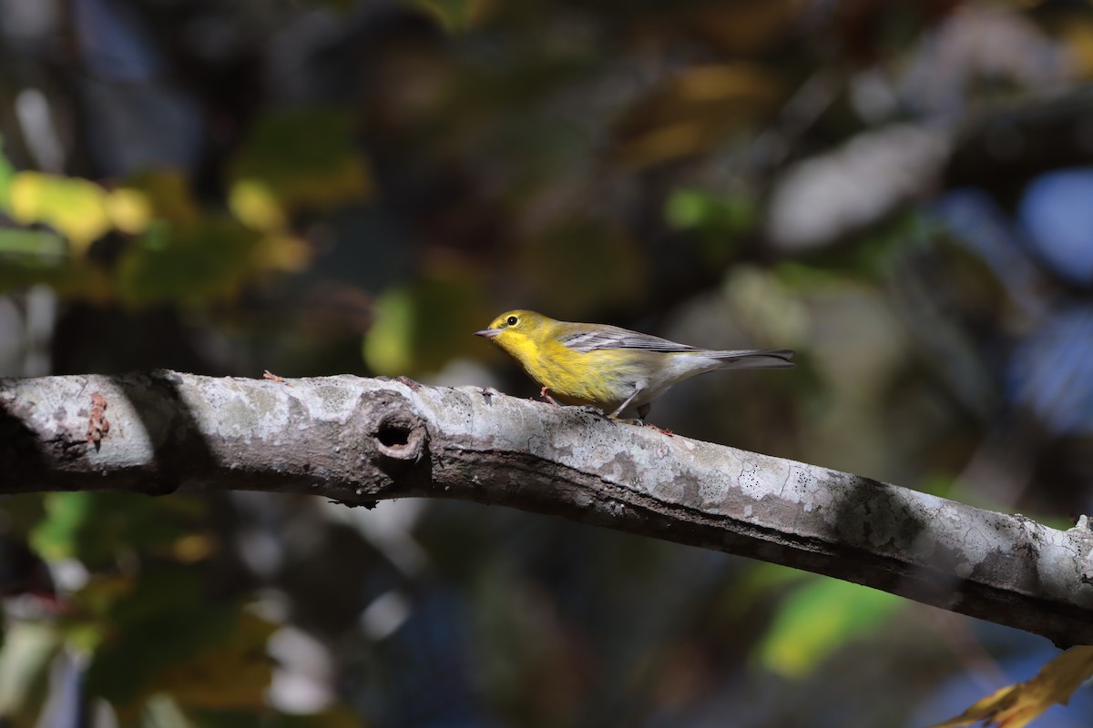 Pine Warbler - ML644706359