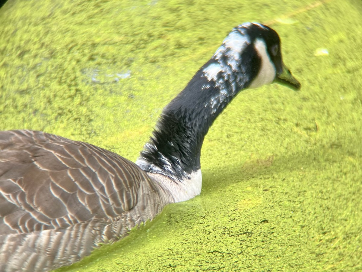 berneška velká - ML644706381