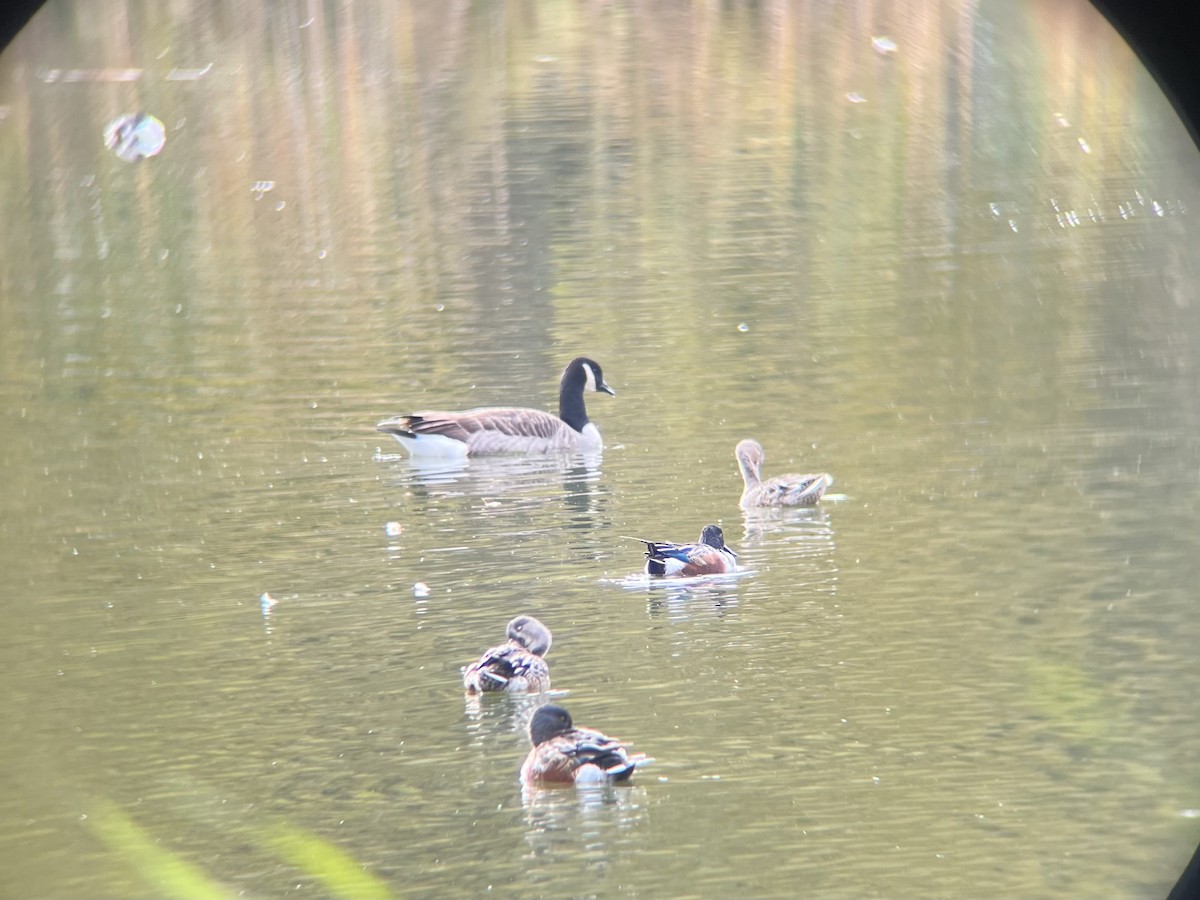 berneška velká - ML644706382