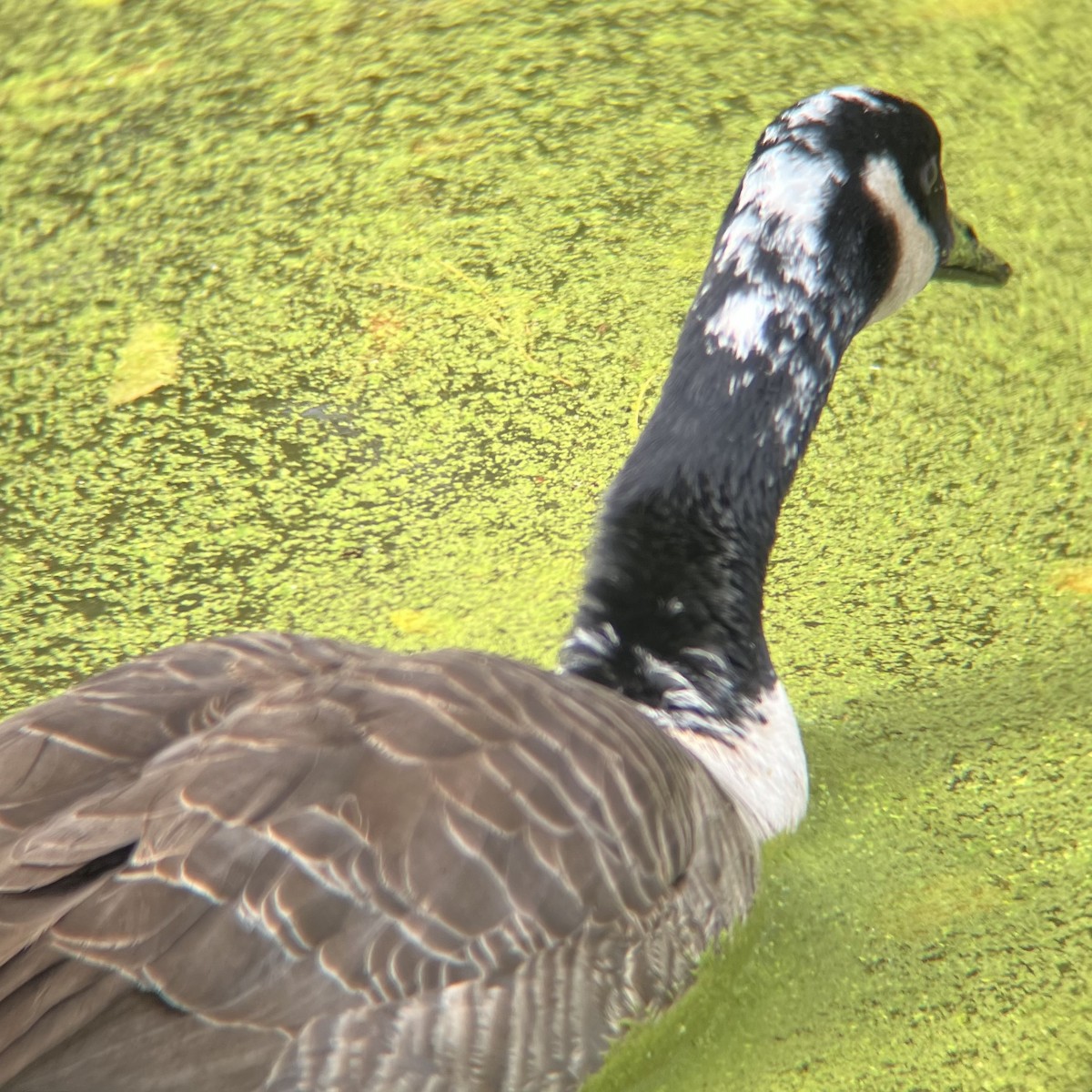 berneška velká - ML644706383