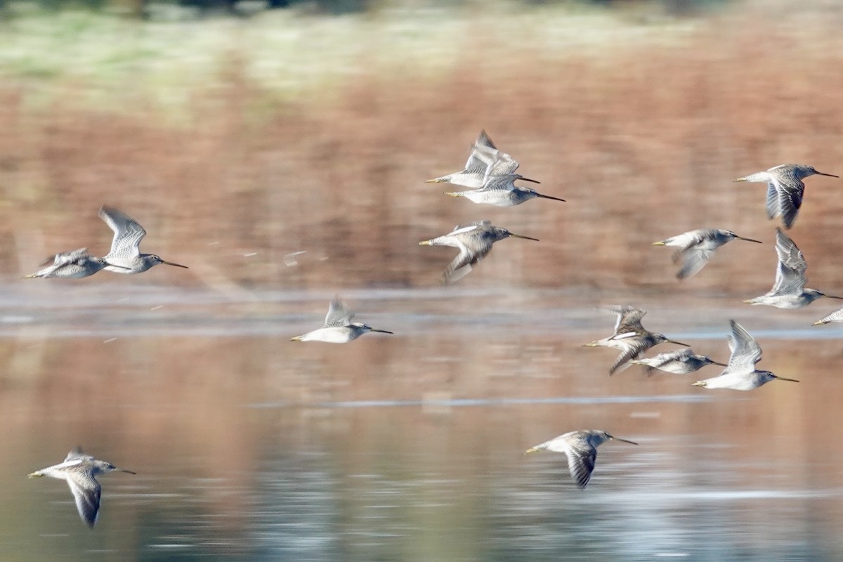 Bécassin à long bec - ML644706410