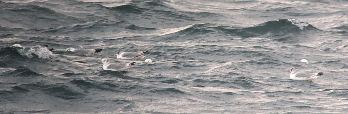 Гурван хуруут цахлай - ML644706423