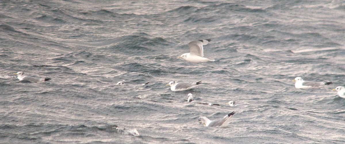 Гурван хуруут цахлай - ML644706424