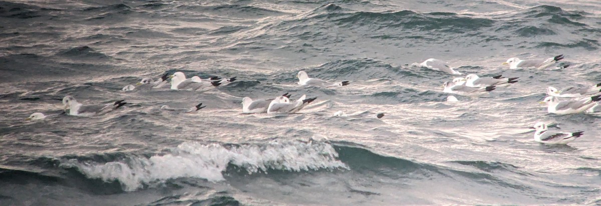 Гурван хуруут цахлай - ML644706427