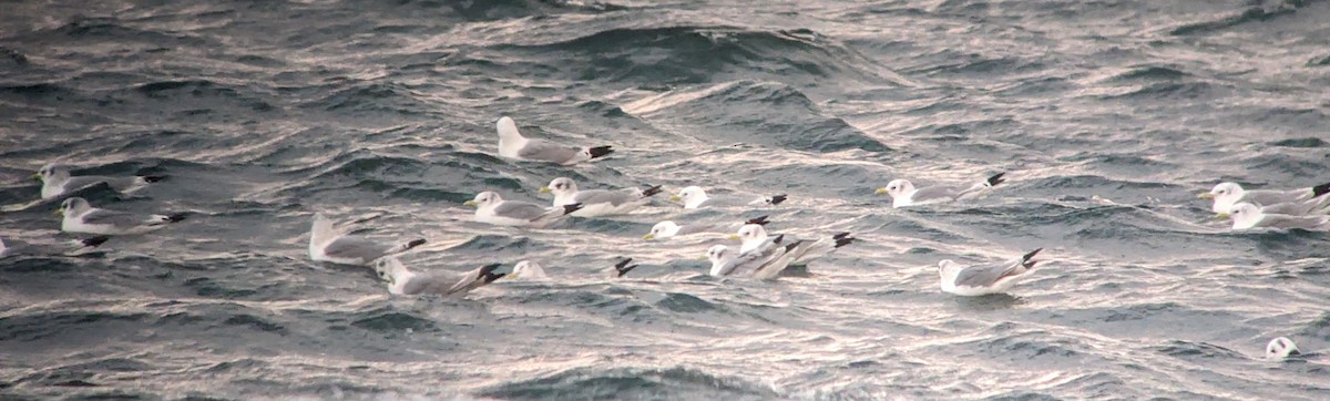 Гурван хуруут цахлай - ML644706428