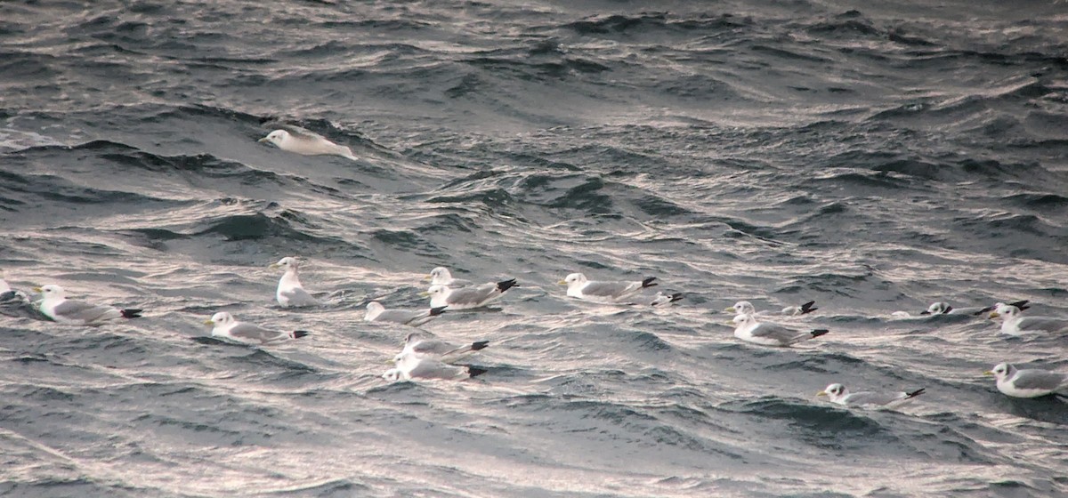 Гурван хуруут цахлай - ML644706429