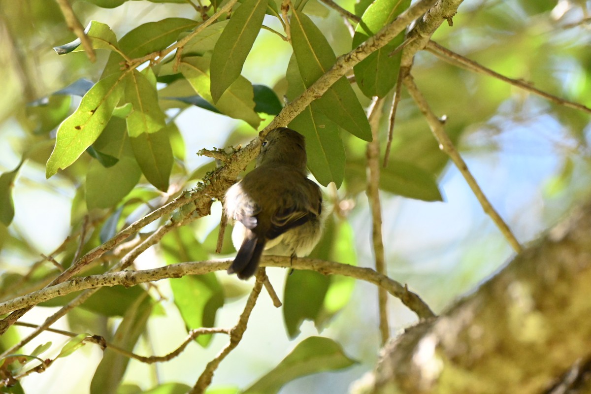 Hammond's Flycatcher - ML644706443