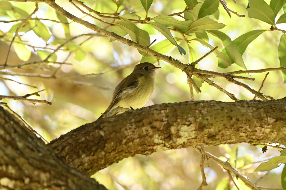 Hammond's Flycatcher - ML644706444