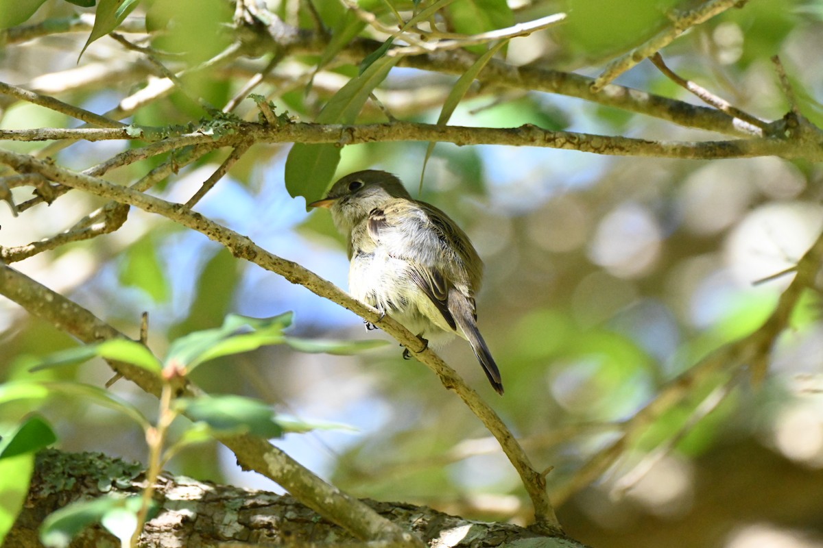 Hammond's Flycatcher - ML644706445