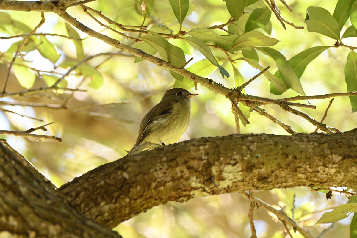 Hammond's Flycatcher - ML644706446