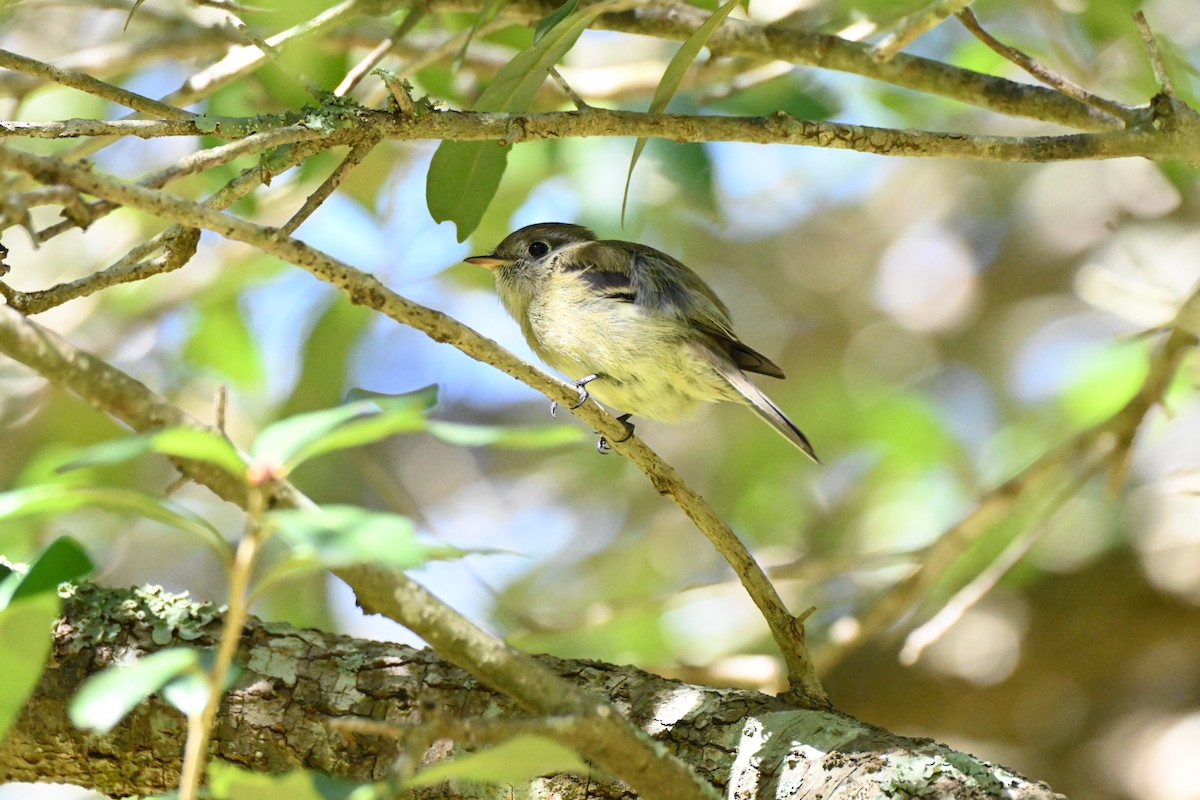 Hammond's Flycatcher - ML644706447