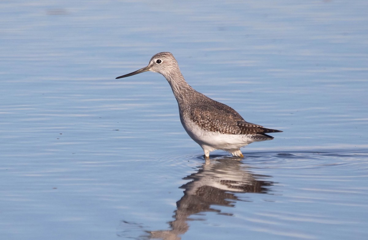 Greater Yellowlegs - ML644706477