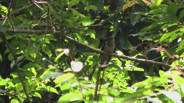 スンダツツドリ - ML644706478