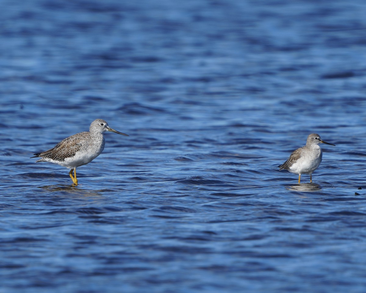 Greater Yellowlegs - ML644706479