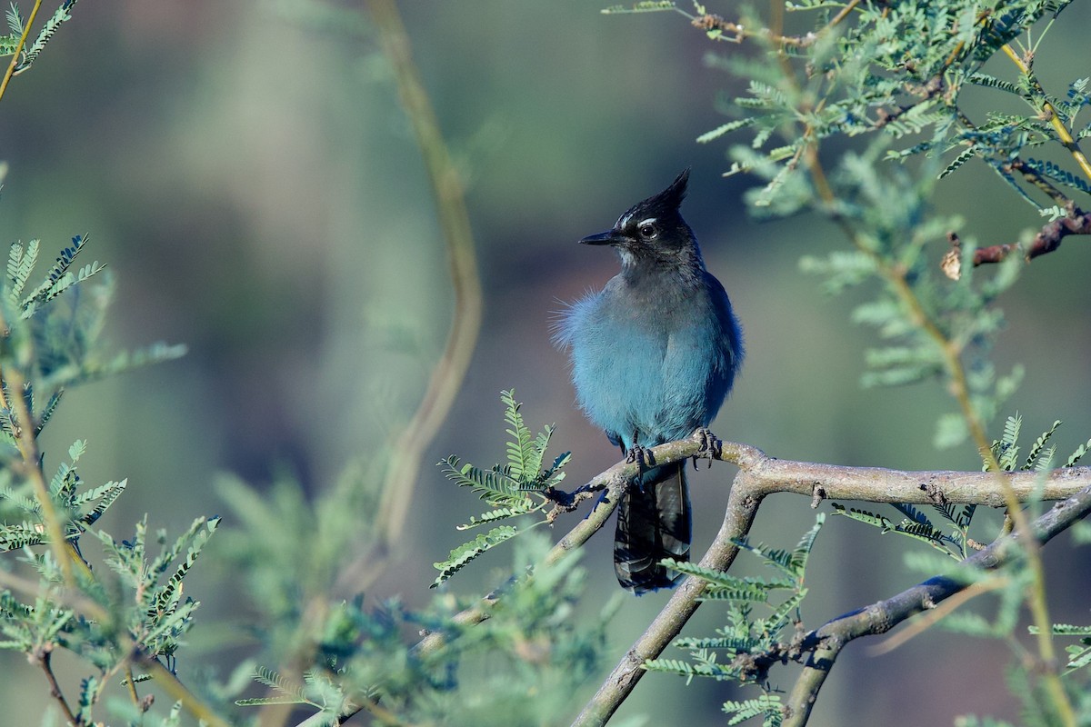 Steller Kargası - ML644706506