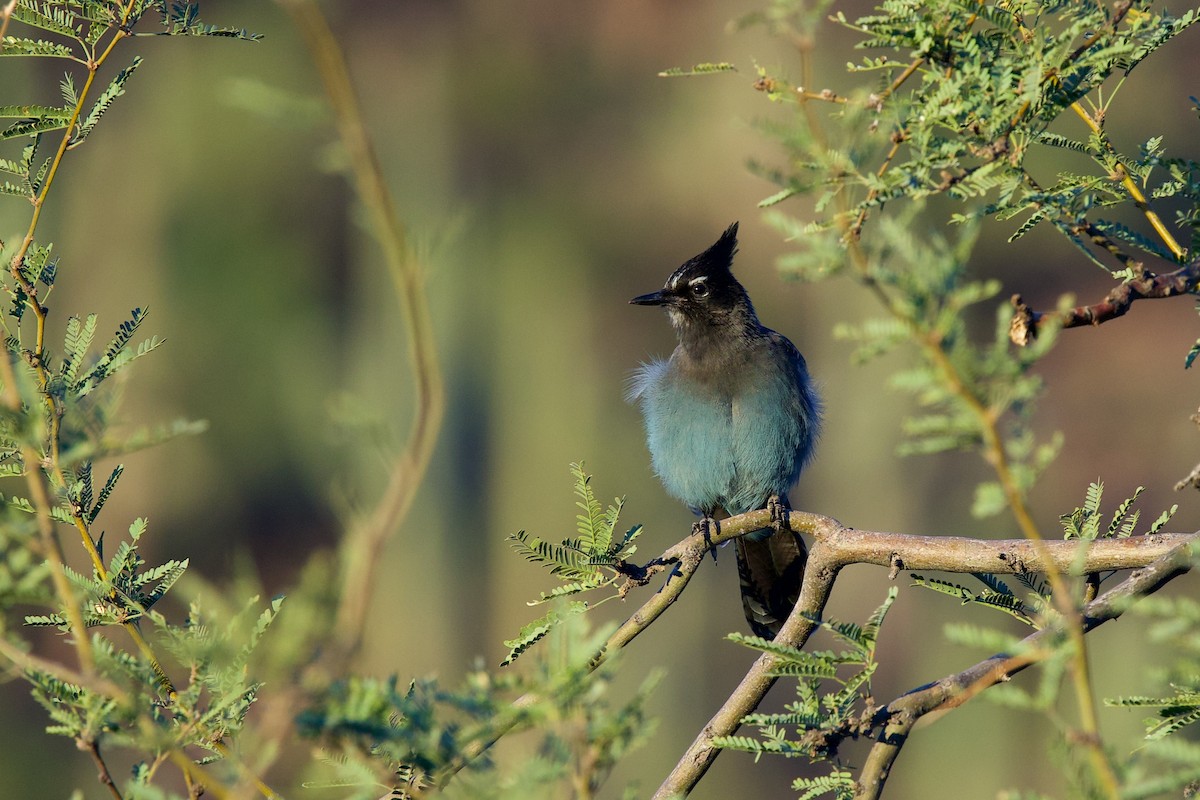 Steller Kargası - ML644706507