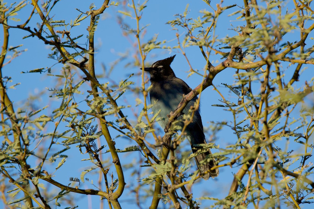 Steller Kargası - ML644706508