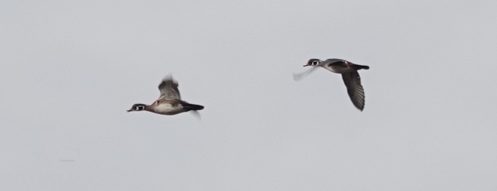 Каролінка - ML644706520