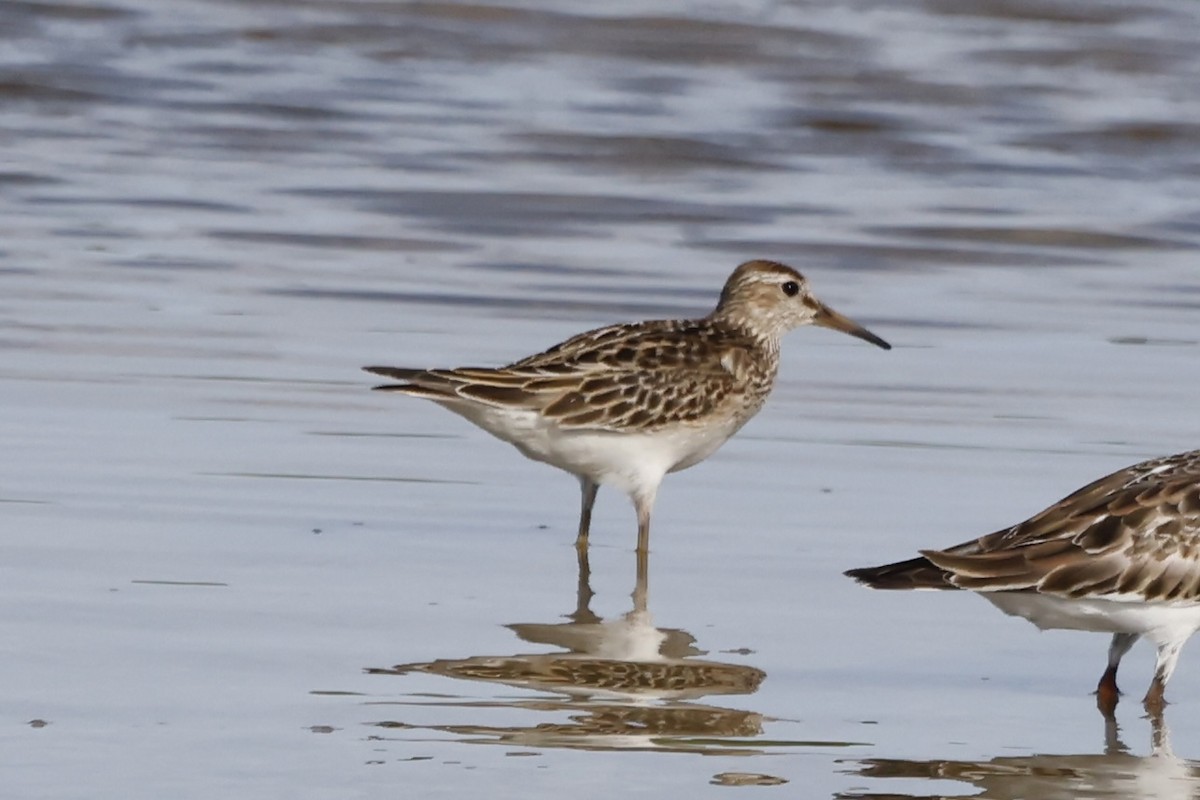 Txirri pektorala - ML644706521