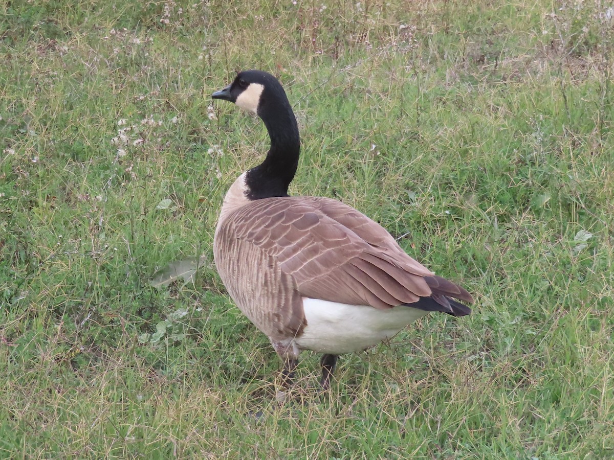 berneška velká - ML644706538