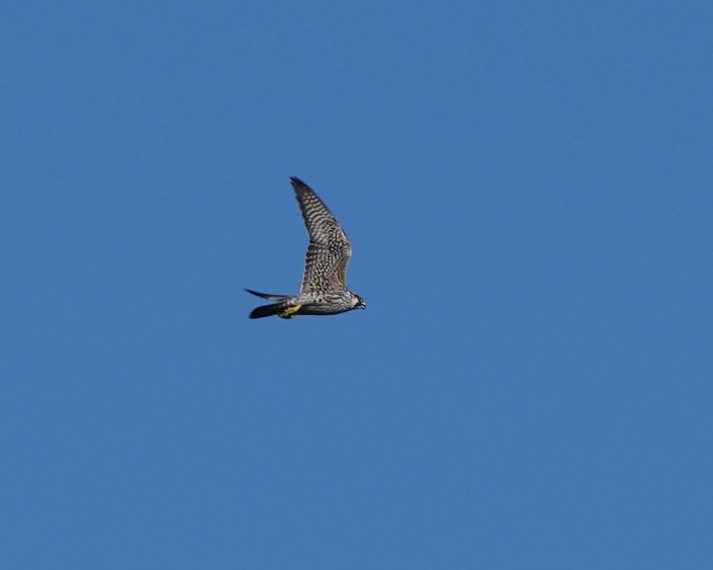 Эгэл шонхор - ML644706547