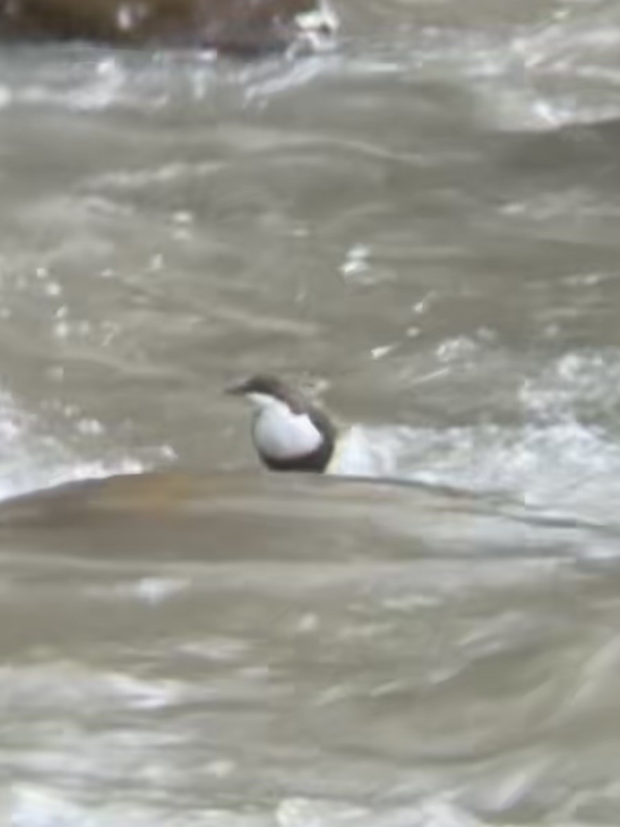 White-throated Dipper - ML644706562