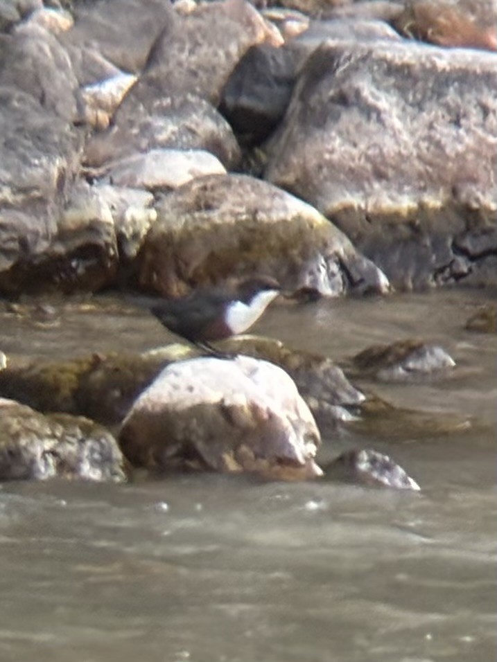 White-throated Dipper - ML644706563