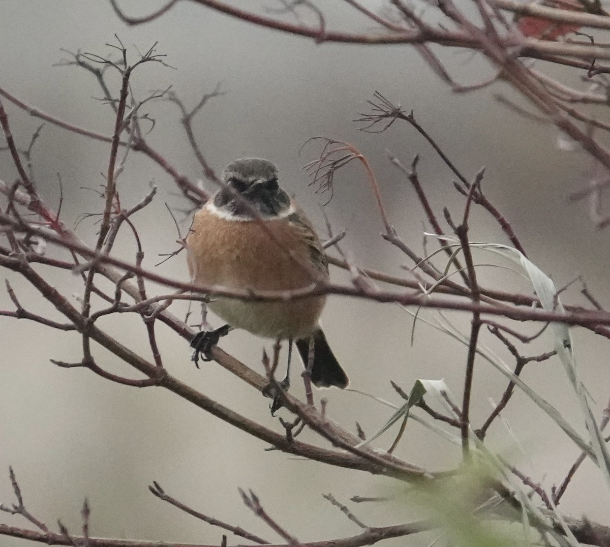 Taşkuşu - ML644706585