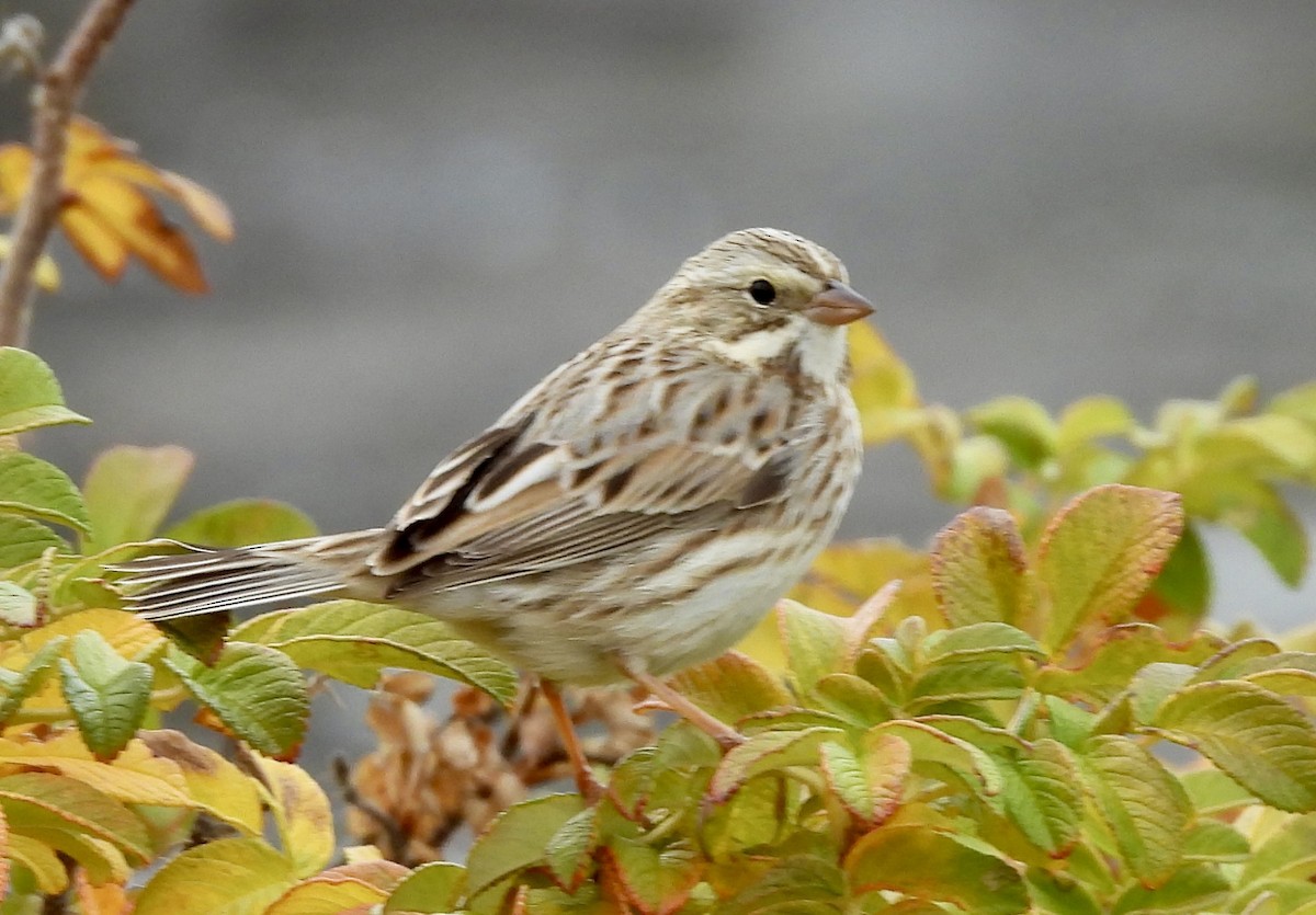 Savannah Sparrow (Ipswich) - ML644706587