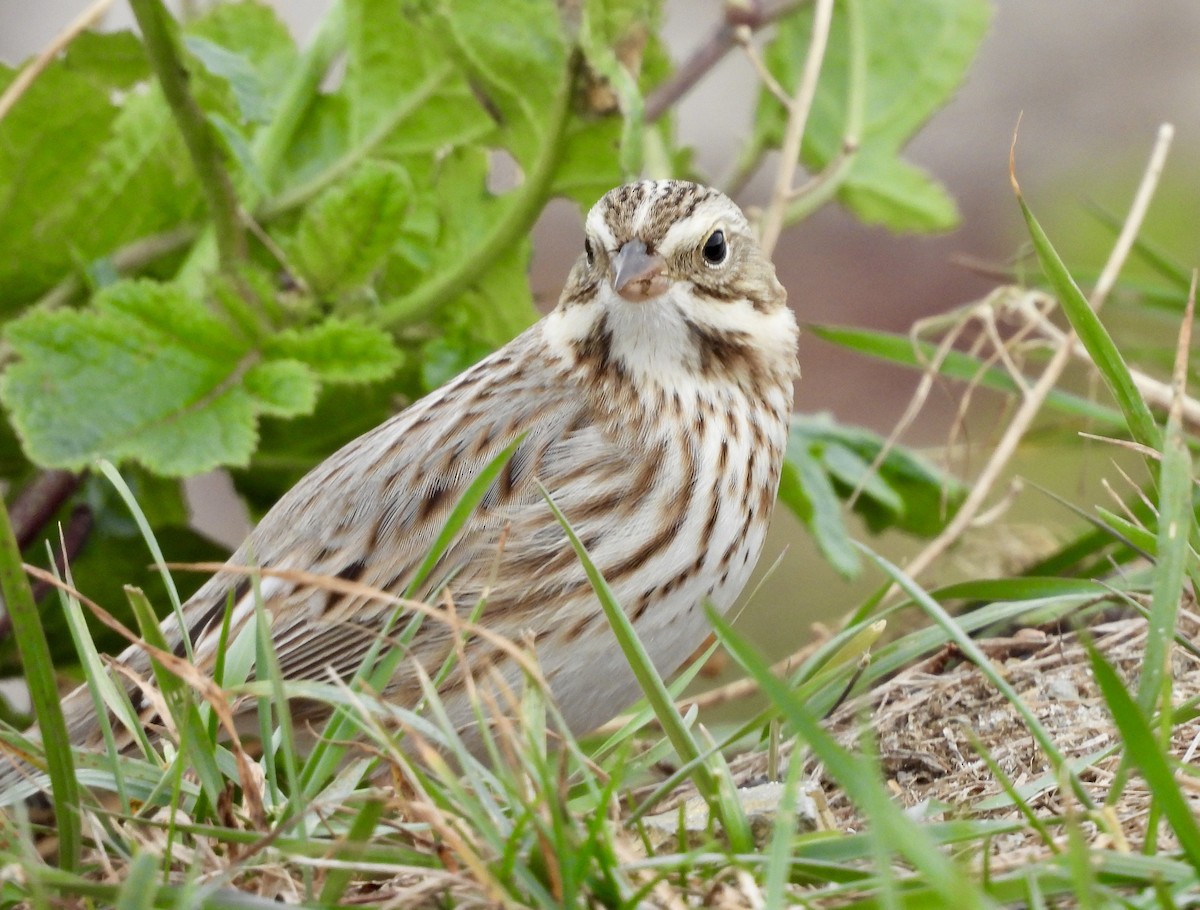 Savannah Sparrow (Ipswich) - ML644706588