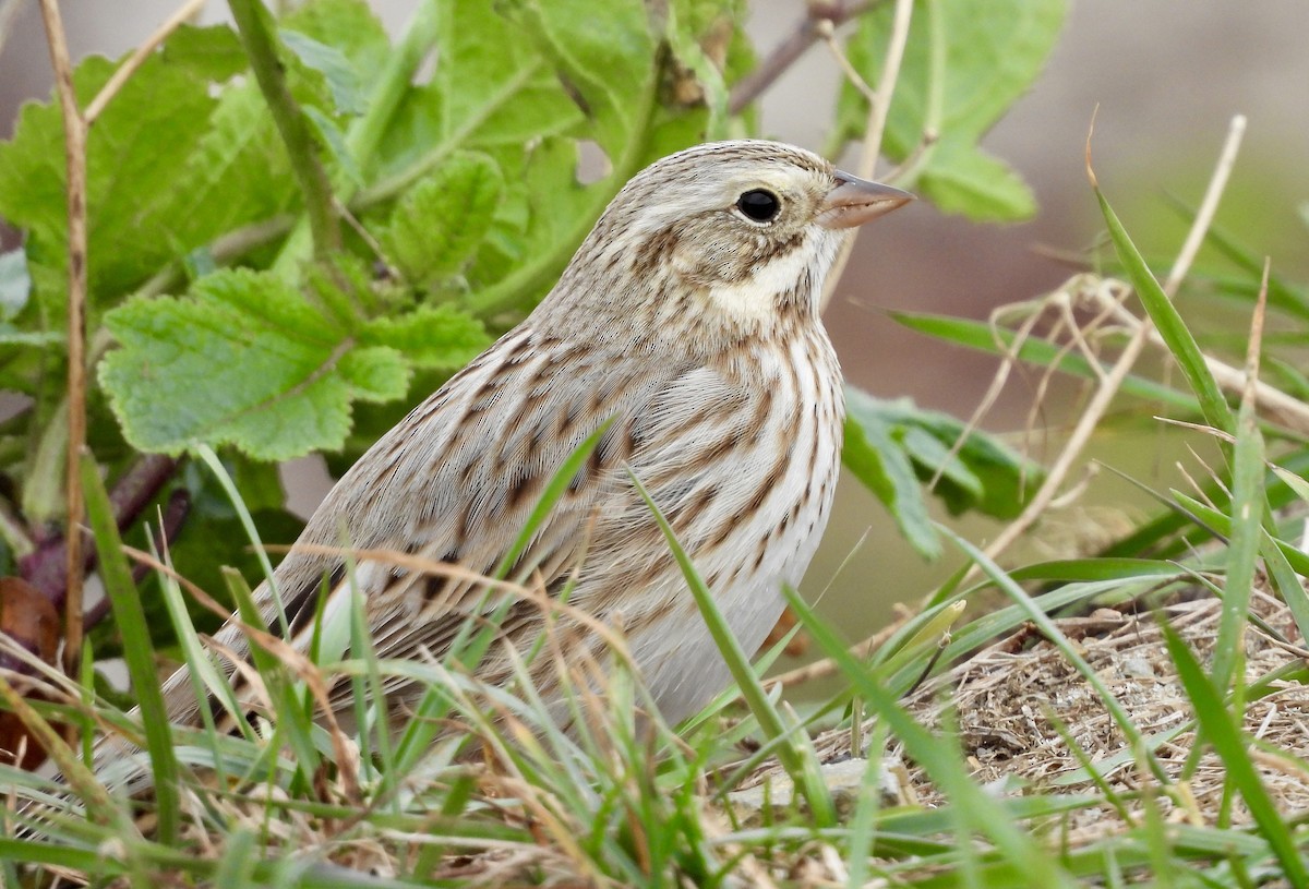 Savannah Sparrow (Ipswich) - ML644706589