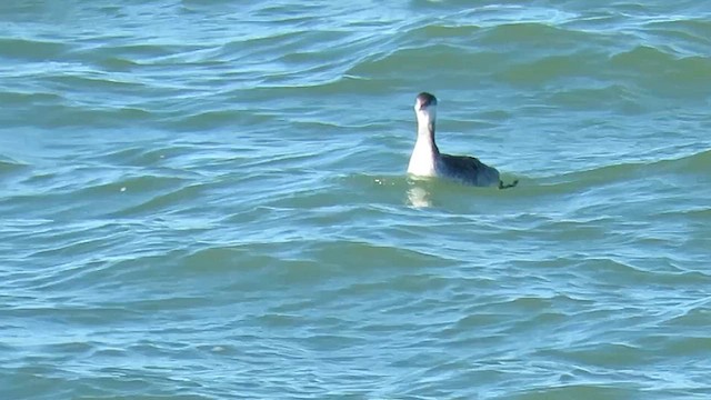 アカエリカイツブリ - ML644706590