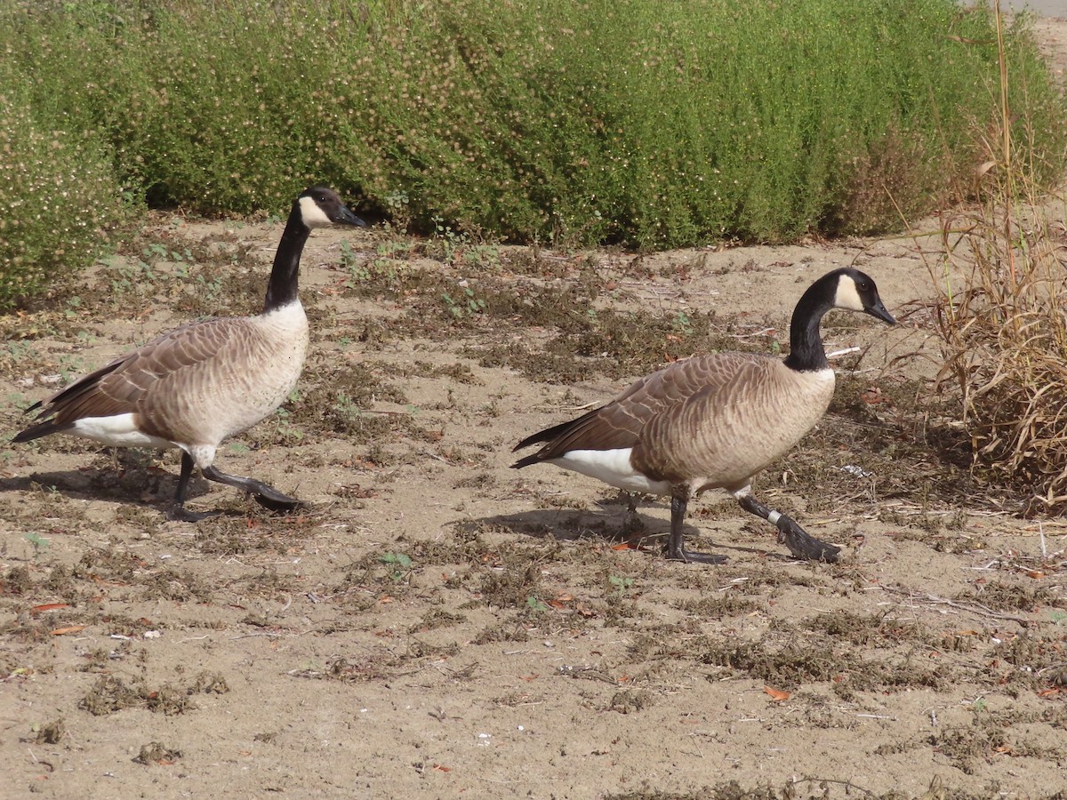 berneška velká - ML644706606