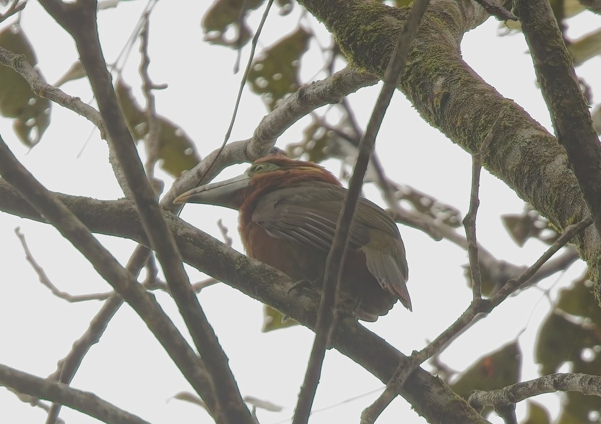 Fleckenarassari - ML644706623