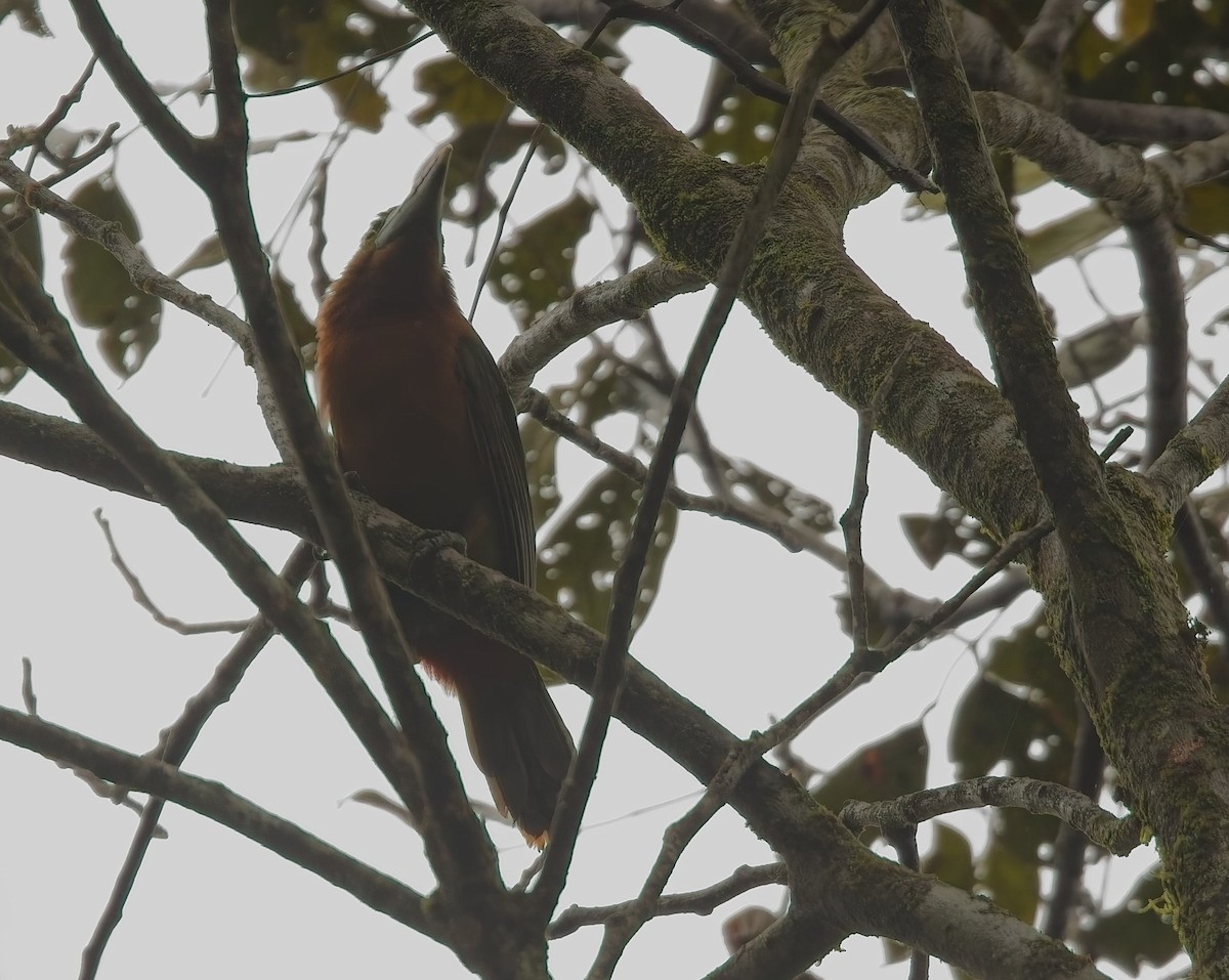 Fleckenarassari - ML644706624