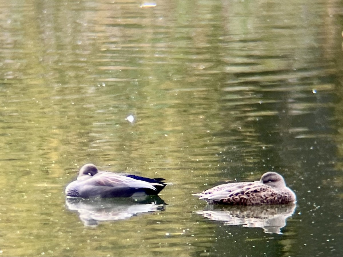 オカヨシガモ - ML644706628