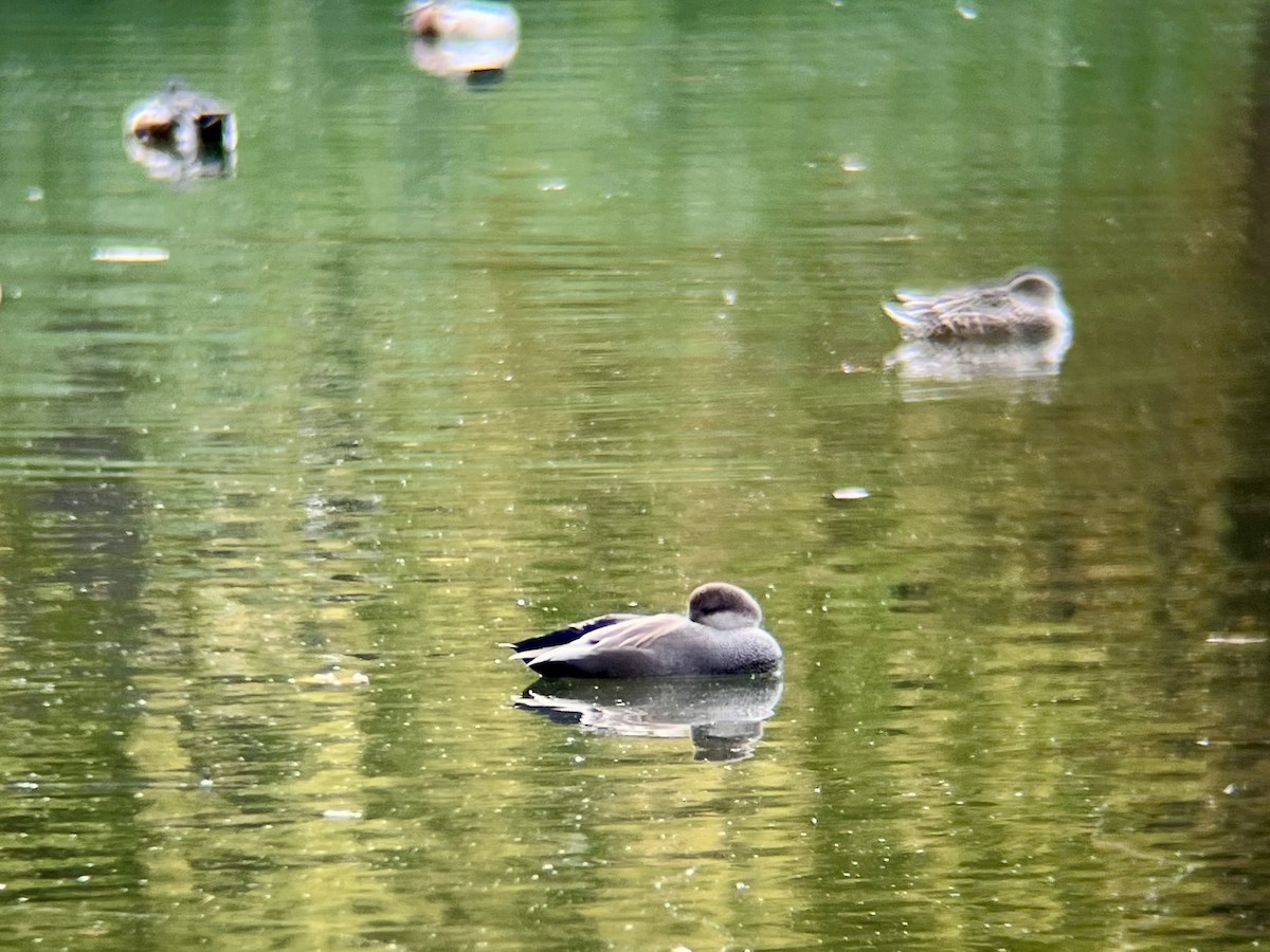 オカヨシガモ - ML644706629