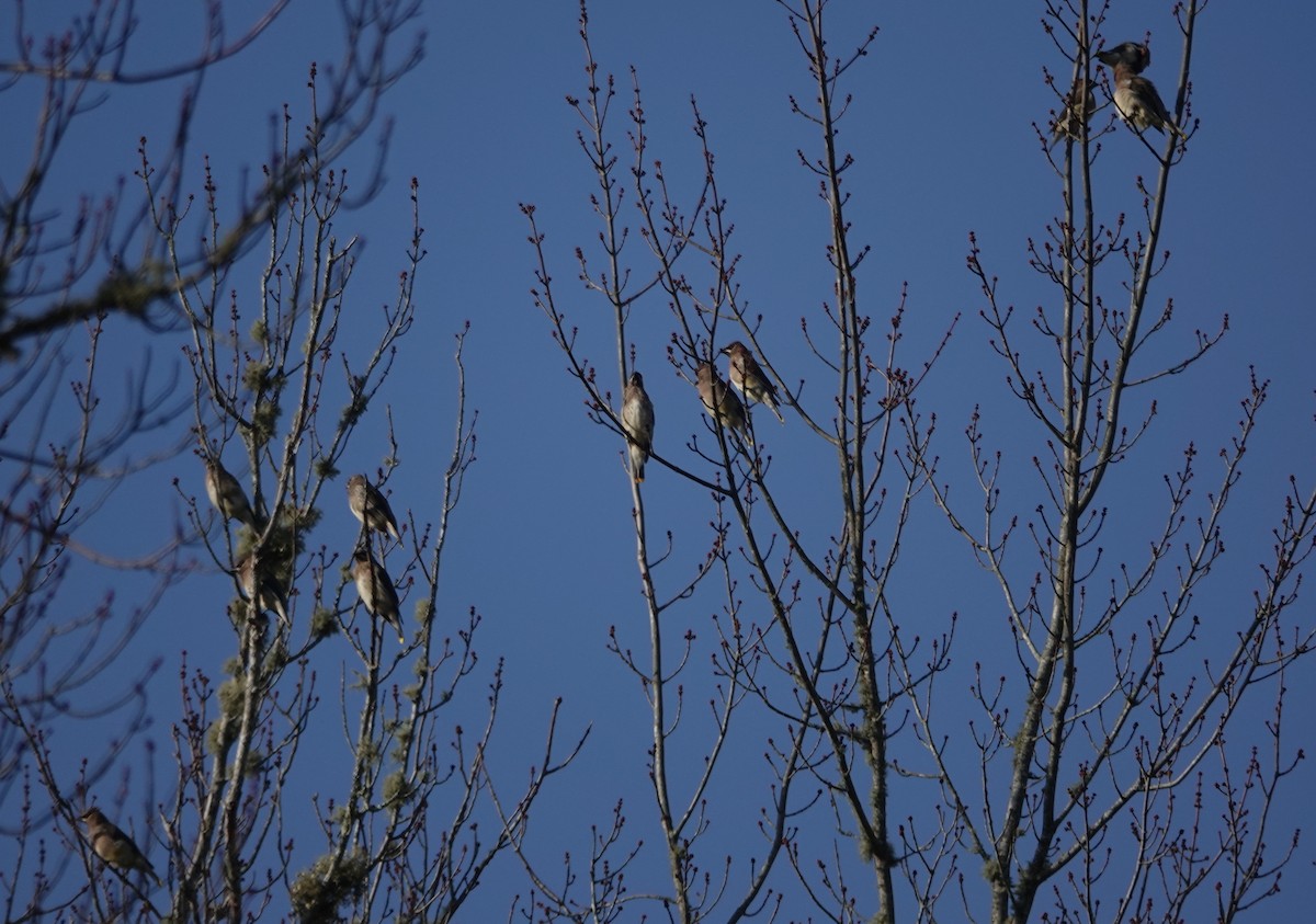 Sedir İpekkuyruğu - ML644706631